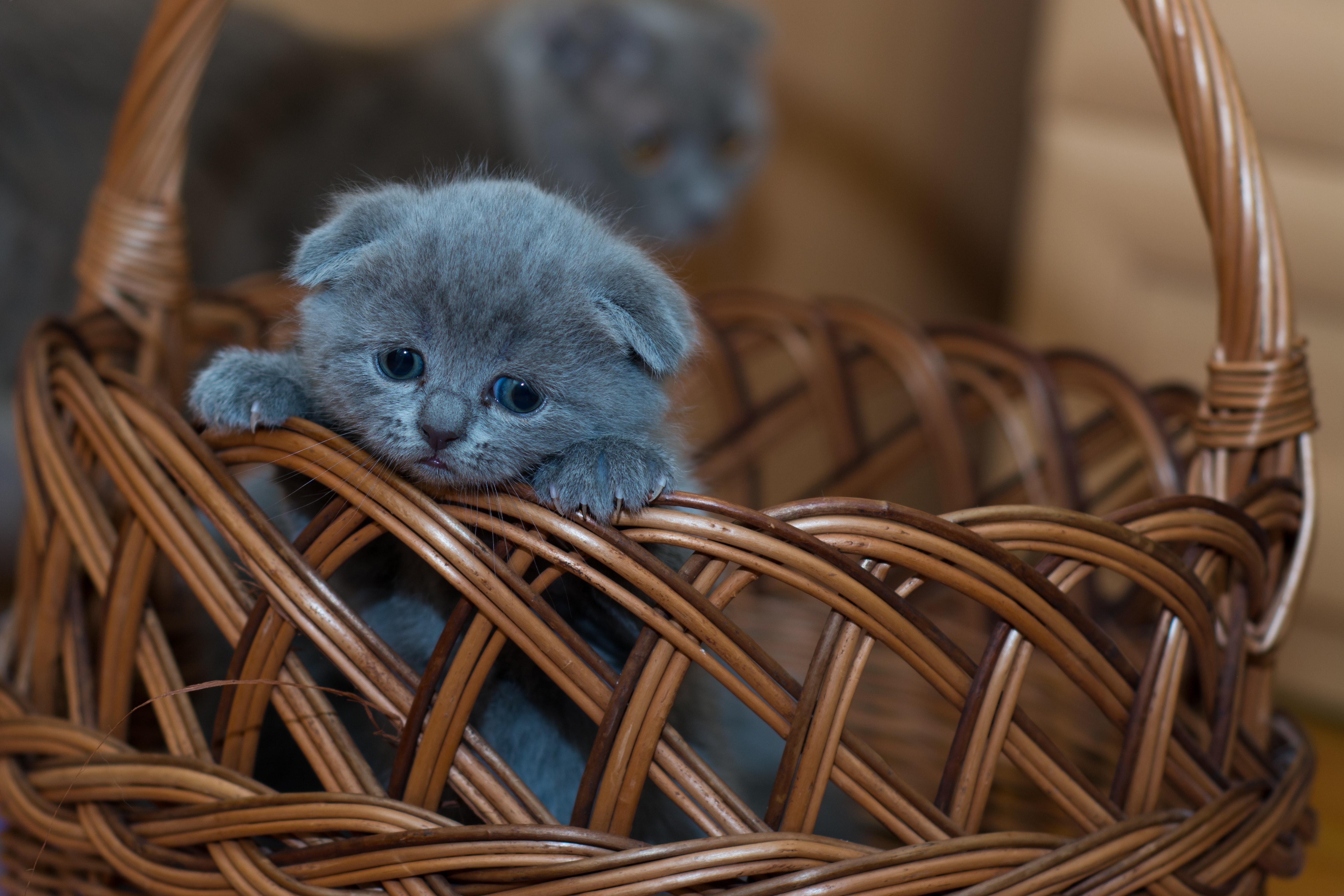 Gato dentro de cesta