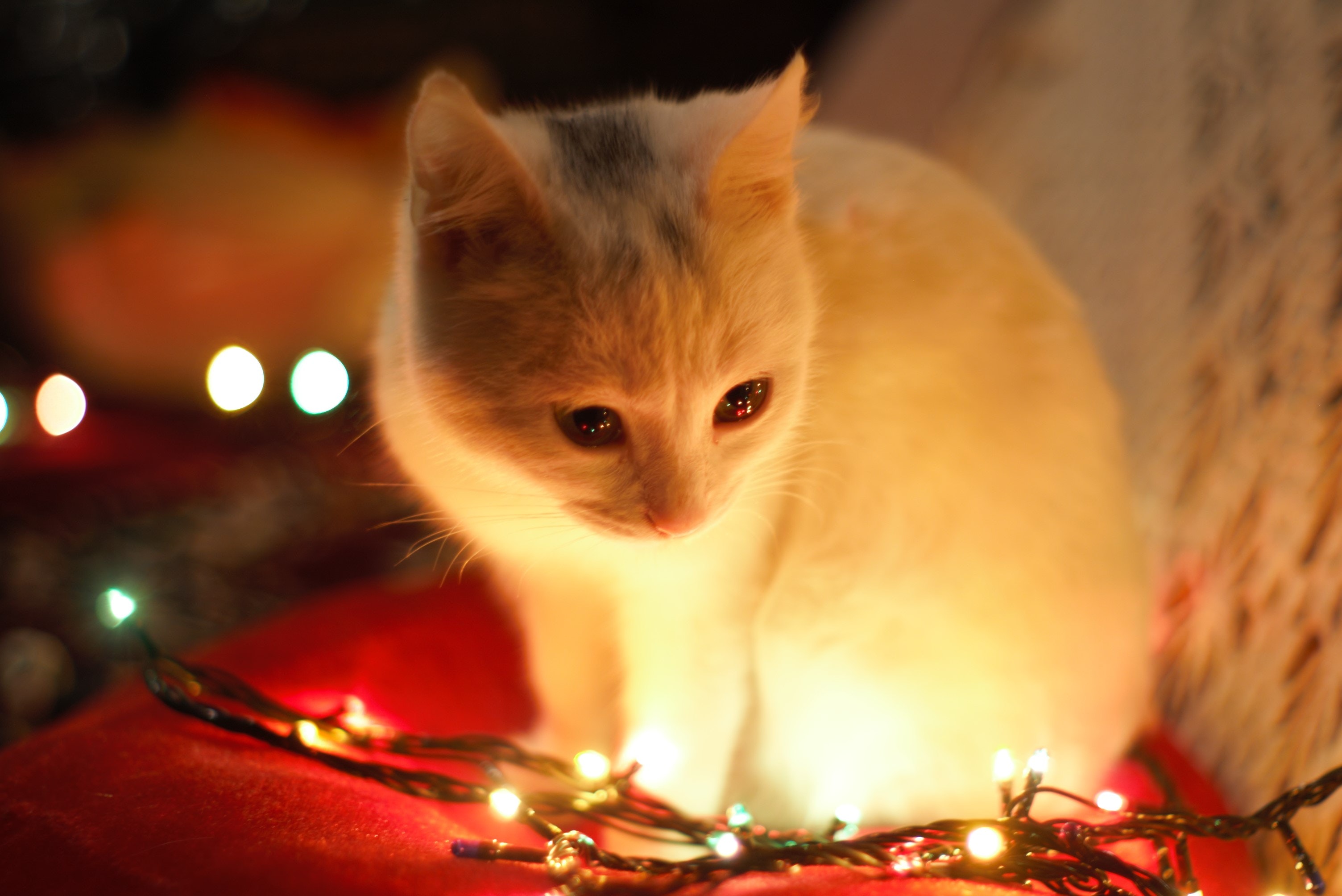 Gato com decoração natalina