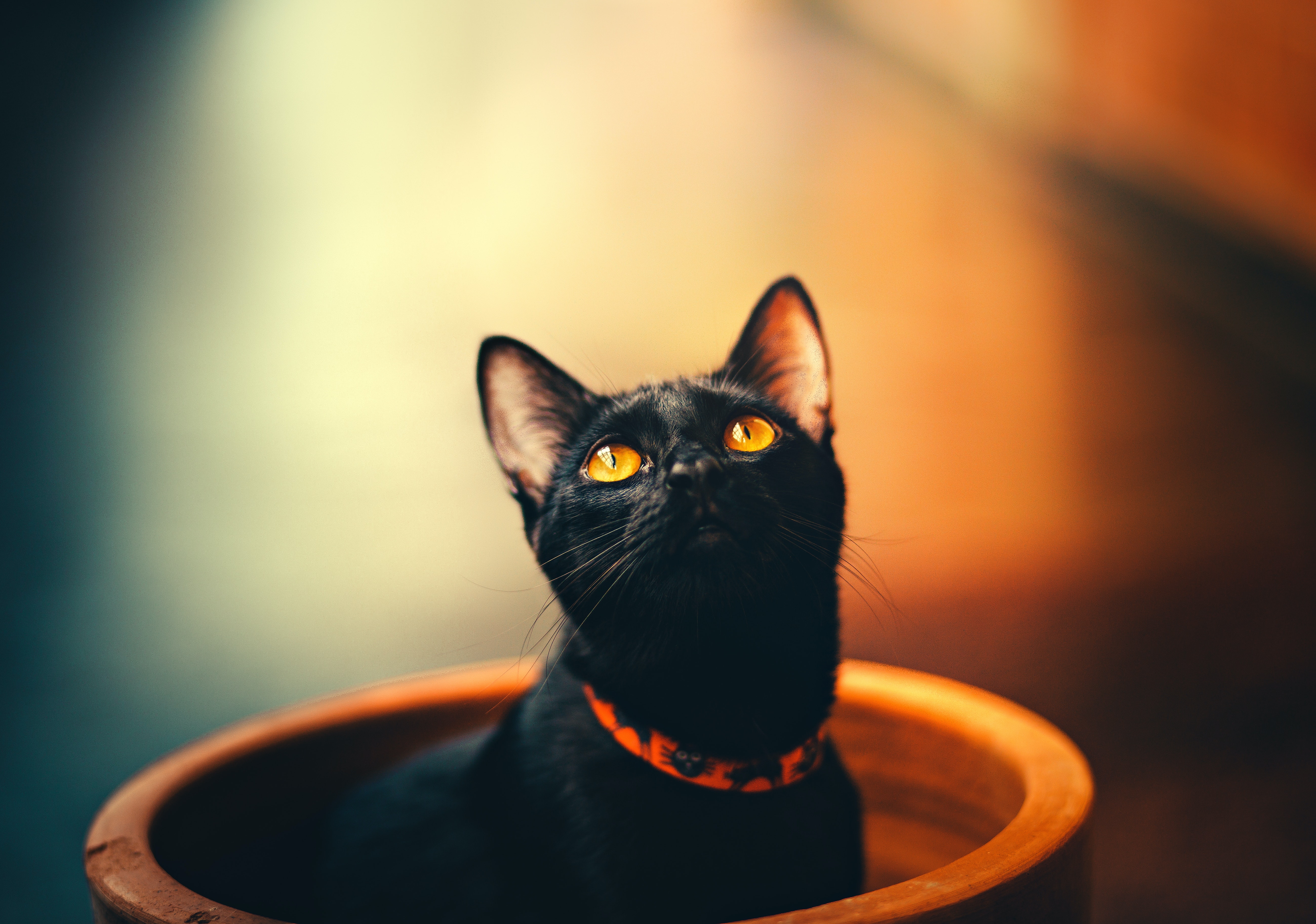 Gato dentro de vaso de planta